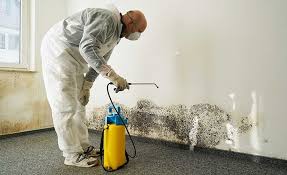 Mold Documentation for Insurance Claims in New Egypt, NJ